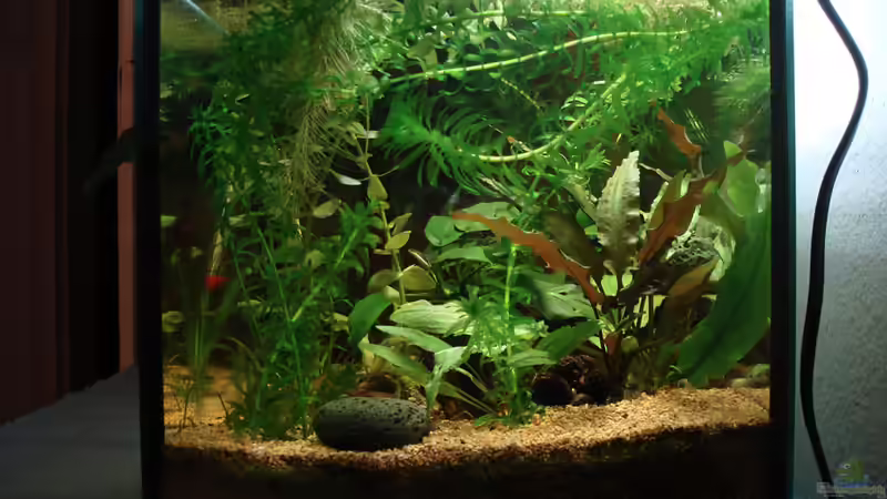 4.4.2013 Noch dschungeliger (dank Muschelblume) von Aquilegia (6)