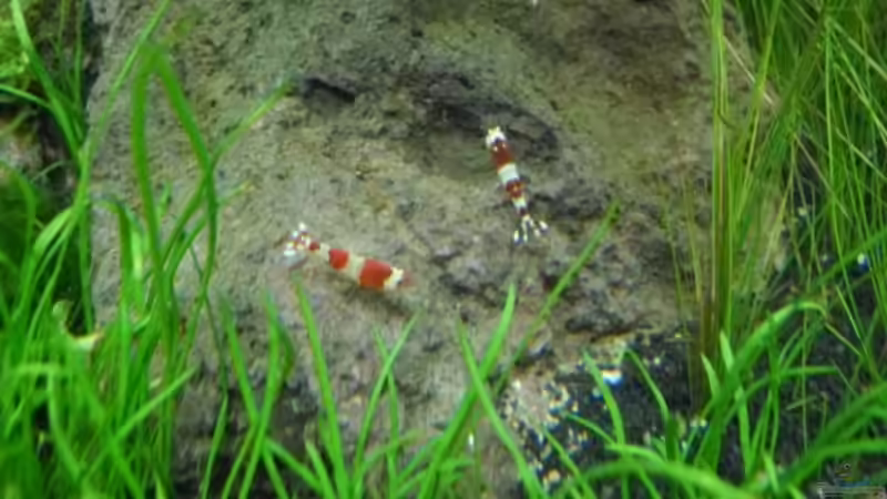 4.5.2010  Caridina cf.  cantonensis Crystal Red von Mats (40)