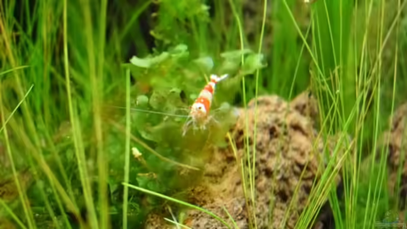 4.5.2010  Caridina cf.  cantonensis Crystal Red von Mats (44)
