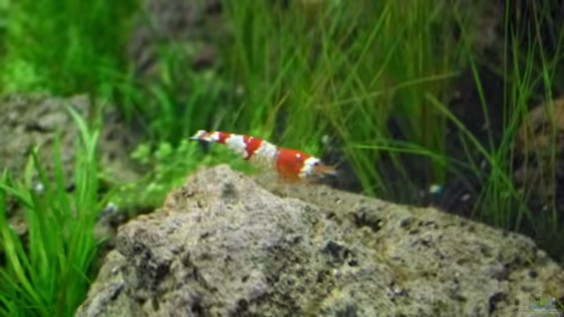 Einrichtungsbeispiele mit Caridina cantonensis Crystal Red (Kristallrote Zwerggarnele)
