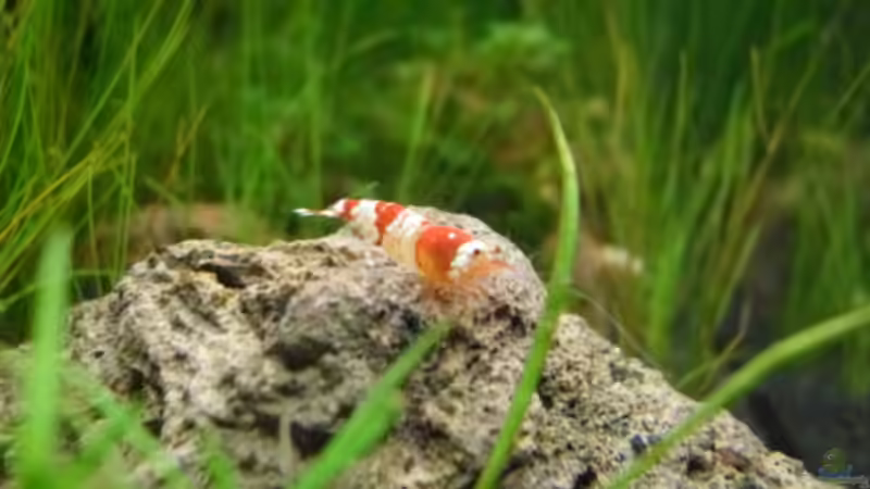 Einrichtungsbeispiele mit Caridina cantonensis Crystal Red (Kristallrote Zwerggarnele)