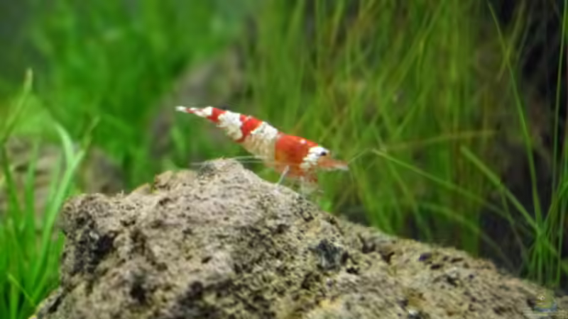 Einrichtungsbeispiele für Aquarien mit Bienengarnelen