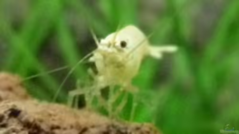 4.5.2010  Caridina cf. cantonensis  Snow White von Mats (32)
