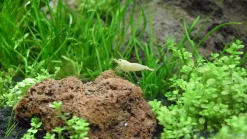 4.5.2010  Caridina cf. cantonensis  Snow White von Mats (39)