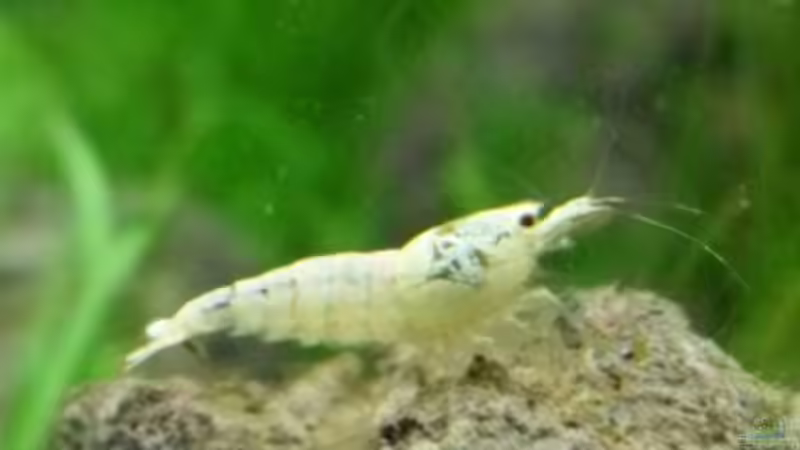 Einrichtungsbeispiele für Aquarien mit Bienengarnelen