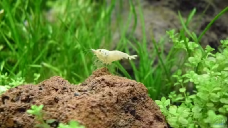 Einrichtungsbeispiele für Aquarien mit Bienengarnelen