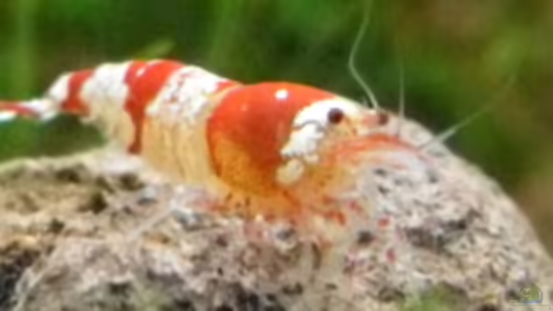 4.5.2010 die Krabbler sind da von Mats (30)