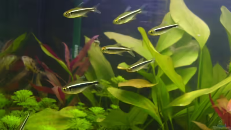 (4.6.2008) von Domi (28)