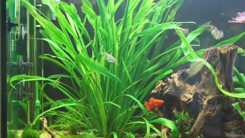 4.6.2008 von hirschjäger (30)