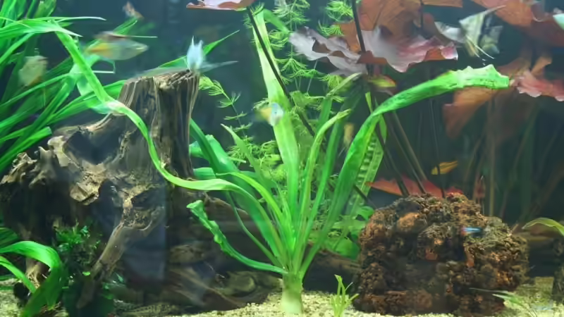 4.6.2008 von hirschjäger (32)