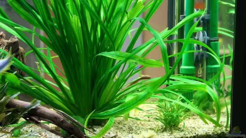 4.6.2008 von hirschjäger (34)