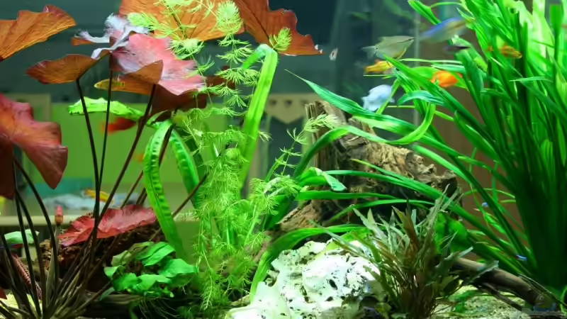 4.6.2008 von hirschjäger (35)