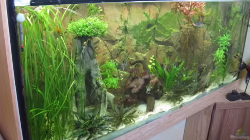 4.8.2008 von Andrea (8)