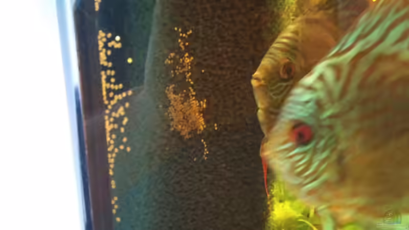 4.9.2010 Diskus Paar mit frischem Laich  von Christian Wittling (14)