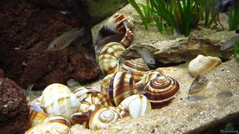 4 Generationen von André Martin (17)