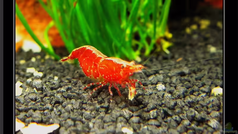 4 Jahre Aquaristik,und wie geht es weiter ?