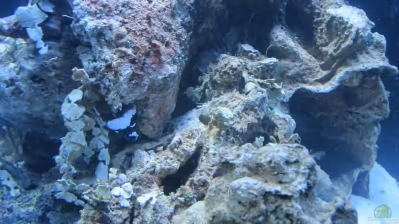 4 Kilogramm Lebendgestein von Haens84 (19)