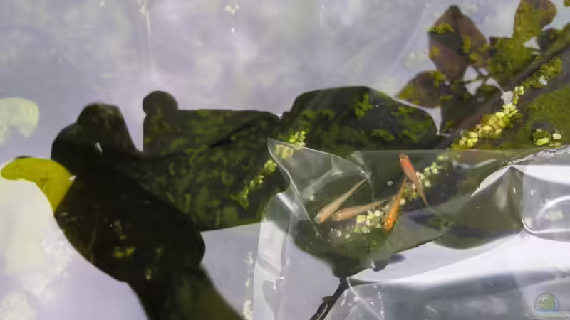 Oryzias latipes halten (Einrichtungsbeispiele für Medaka)