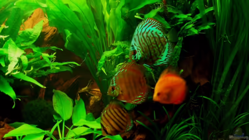 4 meiner 7 Disken 12.12.10 von ~Marco~ (74)