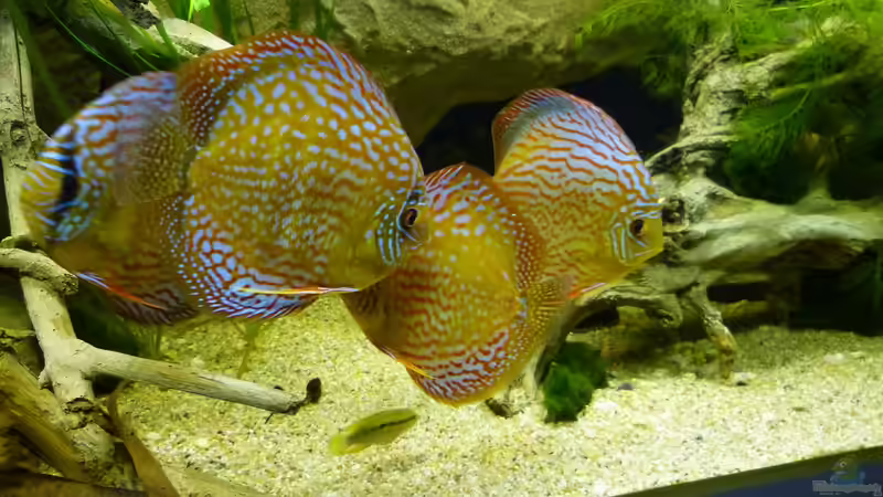 Aquarien mit Symphysodon aequifasciatus