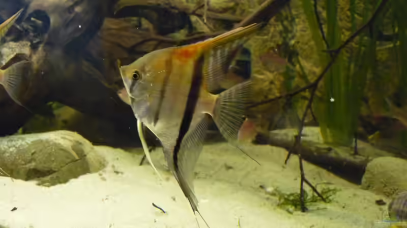 4 Monate alt von DerImperator (25)