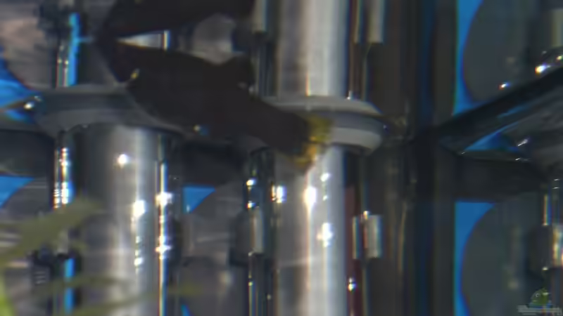 4 Poecilia sphenops ( Black Molly ) davon einer Silber von EO (27)