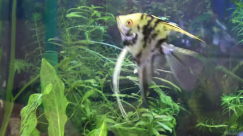 4 Pterophyllum scalare ( Skalar, Segelflosser ) von EO (22)