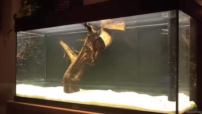 4 Stunden nach dem Befüllen von Jemafa (3)