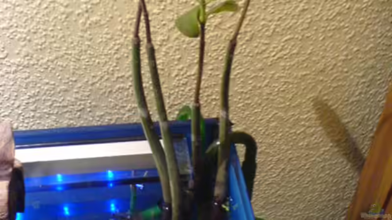 4-Triebe der Roten Mangrove von Ralf Kahl (6)