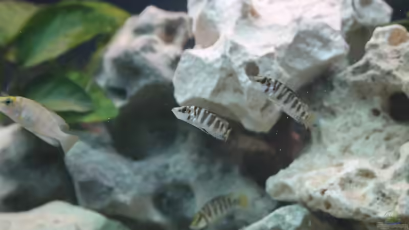 4 von 5 Altos von fisch (7)