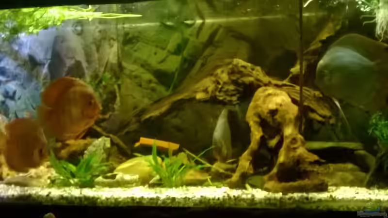 4 von 5 Disken von Lars Ascher (59)