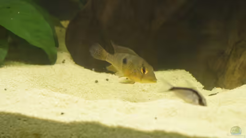 4 von Birkenzeisig (9)