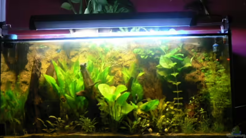 4 weeks later von Zapfenmanderl (4)