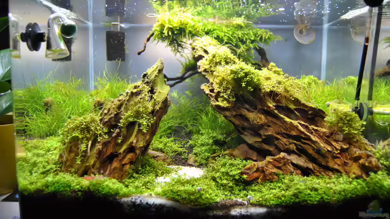 4 Wochen laufzeit von Helle (4)