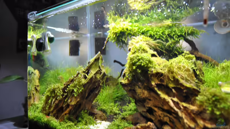 4 Wochen laufzeit von Helle (5)