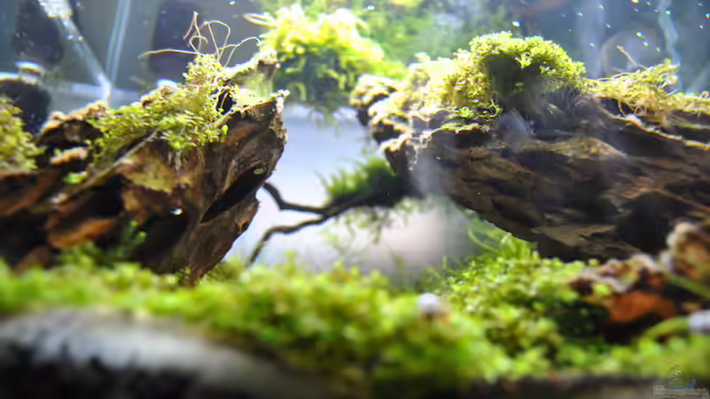 4 Wochen laufzeit von Helle (6)