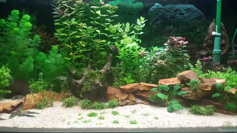 4 Wochen nach dem start von schilli (5)