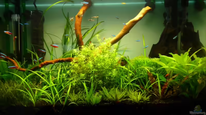 4 Wochen nach einrichtung von BenoN (6)