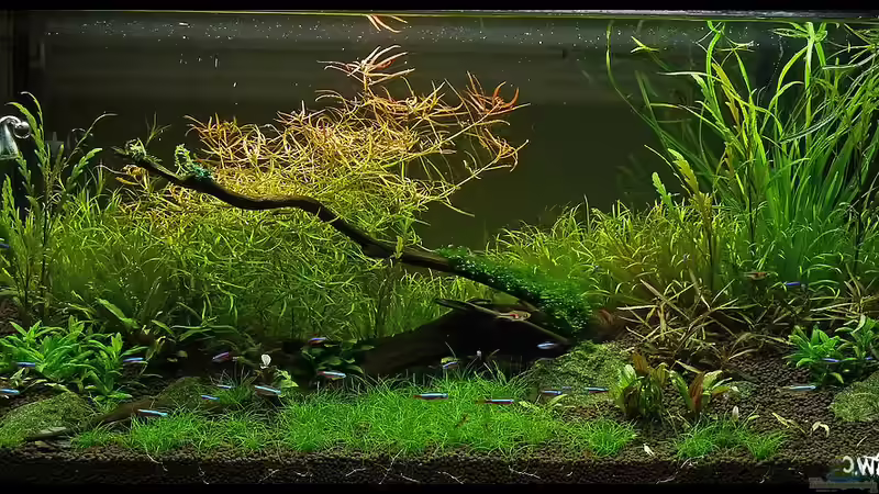 4 Wochen nach Einrichtung von Konzi (9)