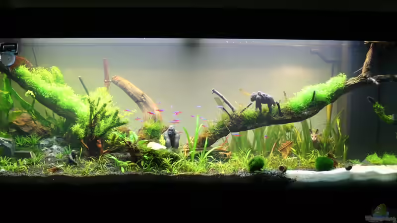 4 Wochen nach Einrichtung von xstedt (5)