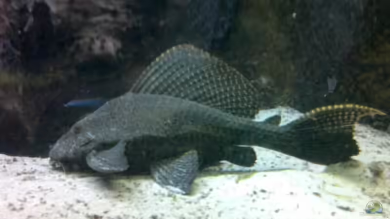 40 cm Wabenschilderwels von buschen-stahl.de (30)