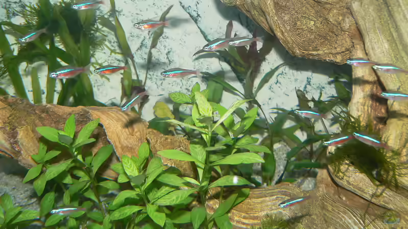 40 Neon`s von Uwe W (45)