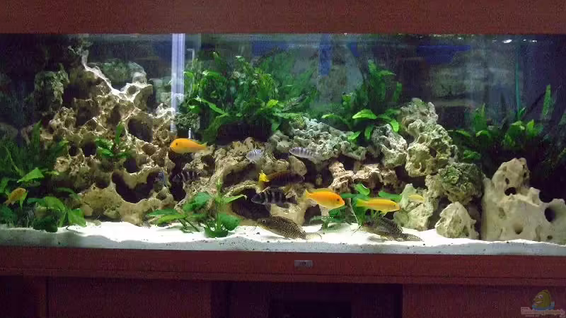 400 Ltr. Mbuna-Becken von Daywalker-one (1)