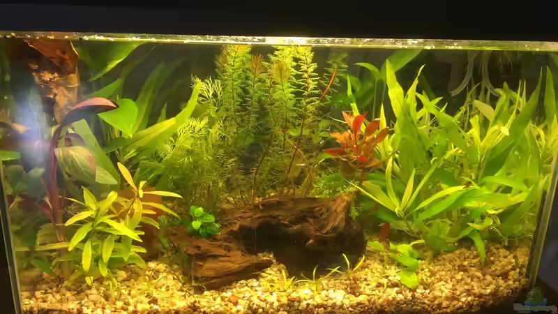 40l August 2018 von Ceylon (2)