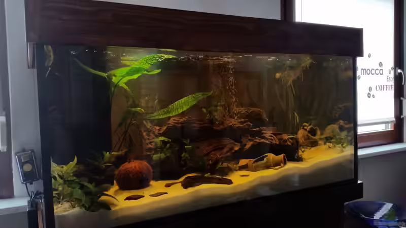 432 Liter Aquarium von SvenDerGroße (1)