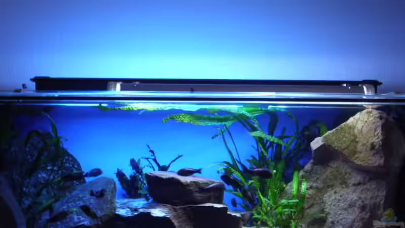 435 Liter von Niklot (1)