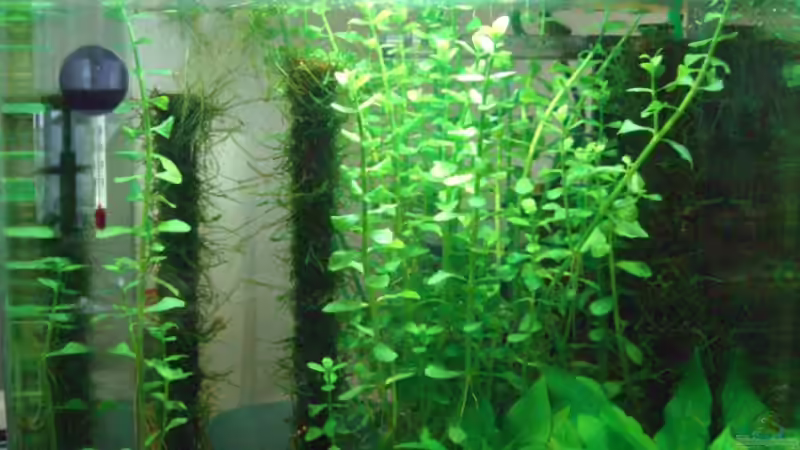 44. Tag von marspi (3)