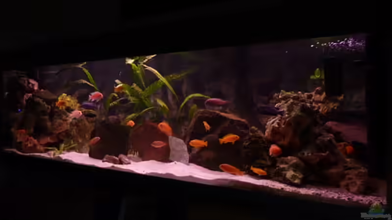 450 L Lake  Malawi Becken