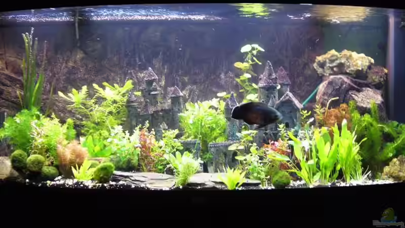 450l Amazonas Becken