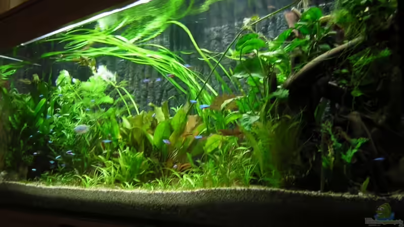 450L Diskus und Gesellschaftsbecken vom 09.07.2009